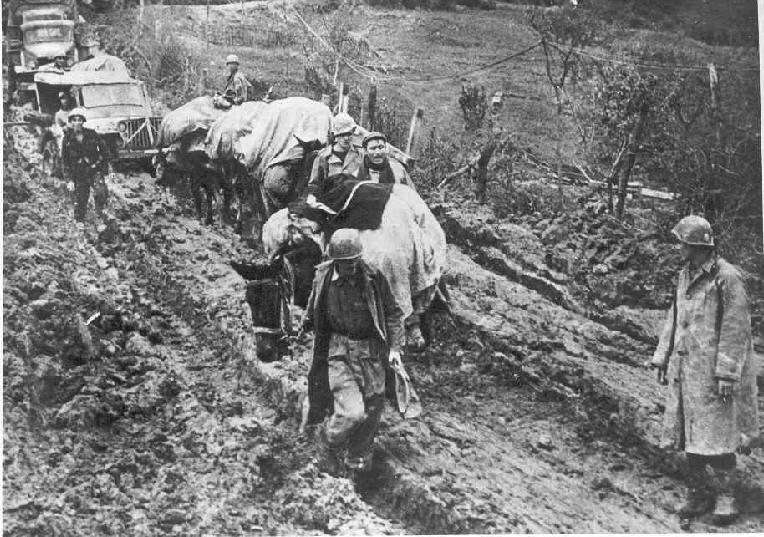 5th. ARMY PACK MULES