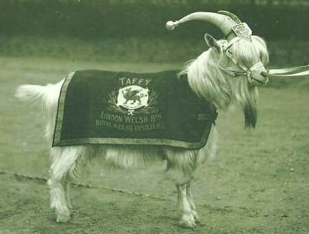 TAFFY  LONDON WELSH BATTALION
