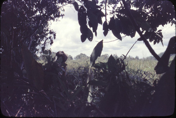 LAST OP, SENTRY GUARDING CAMP